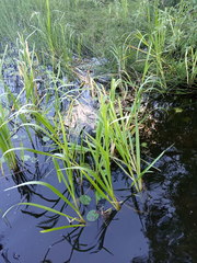 Glyceria maxima