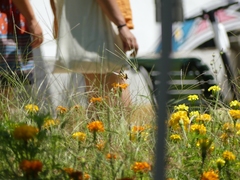 Iphiclides feisthamelii