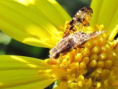 Mesoclanis magnipalpis