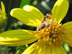 Mesoclanis magnipalpis