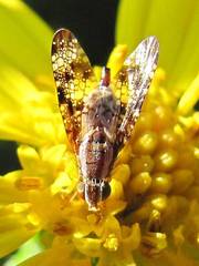 Mesoclanis magnipalpis