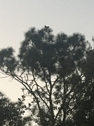 Great Horned Owl photographed in Alabama