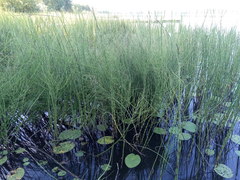 Equisetum fluviatile