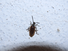 Lagria grenieri