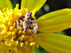 Mesoclanis magnipalpis