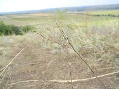 Polygonum equisetiforme