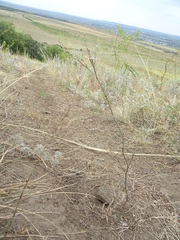Polygonum equisetiforme