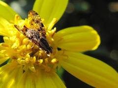 Mesoclanis magnipalpis