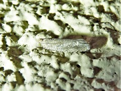 Pelochrista comatulana