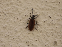 Lagria grenieri