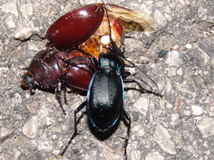 Carabus catenulatus