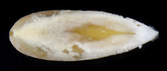 Leiosolenus