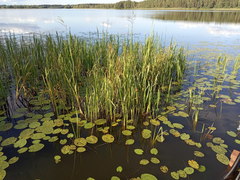 Nuphar lutea