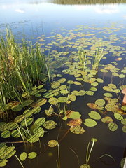 Nuphar lutea