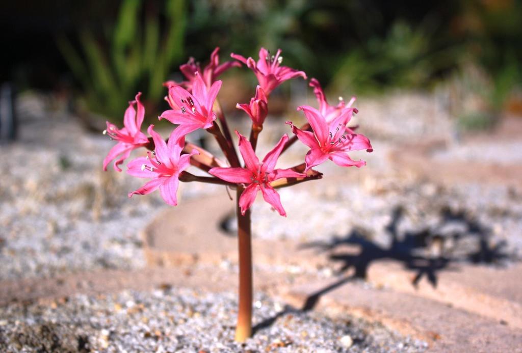 Swartland Candelabra