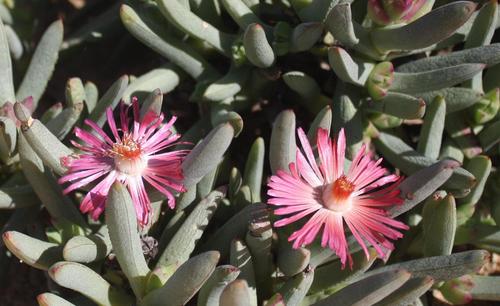 Ruschia dichroa