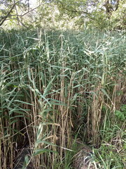 Phragmites australis