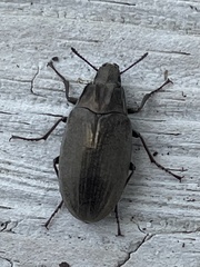 Bothrotes canaliculatus