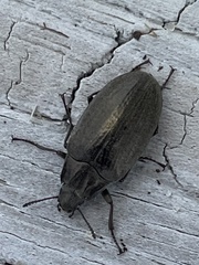 Bothrotes canaliculatus