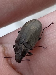 Bothrotes canaliculatus