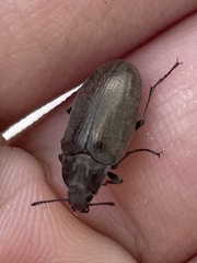 Bothrotes canaliculatus