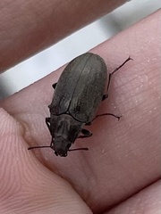 Bothrotes canaliculatus