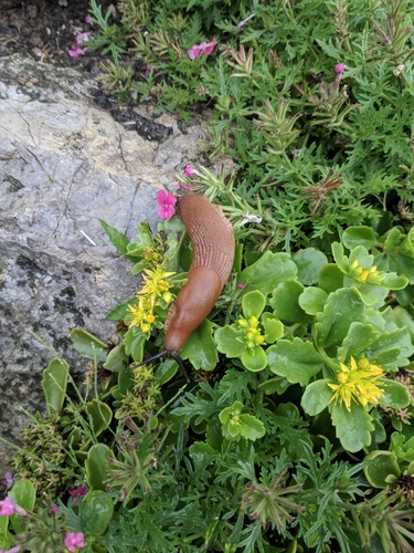 slizovec iberský (Arion vulgaris)