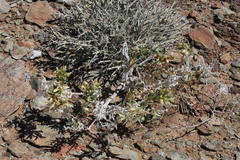 Kissenia capensis