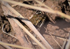 Lithobates blairi