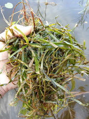 Potamogeton compressus