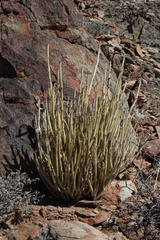 Kleinia longiflora