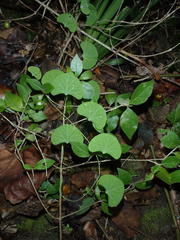 Cissampelos torulosa
