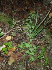 Cissampelos torulosa