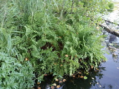 Thelypteris palustris