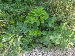 Heracleum sphondylium sibiricum