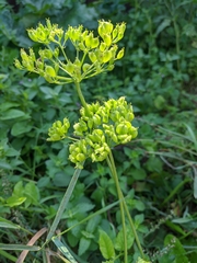 Heracleum sphondylium sibiricum