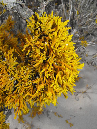 Dufourea flammea image