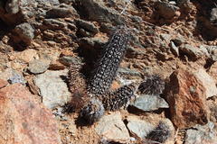 Acanthopsis disperma