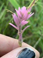 Castilleja elata