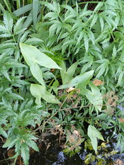 Cicuta virosa