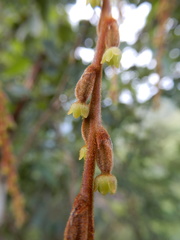 Dioscorea pentaphylla