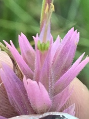 Castilleja elata