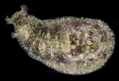 Dolabrifera dolabrifera