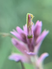 Castilleja elata