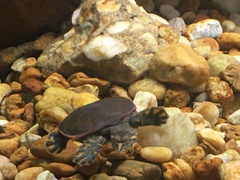 Apalone spinifera aspera