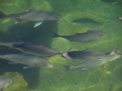Seriola