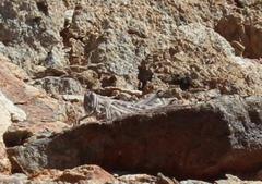 Schistocerca gregaria flaviventris