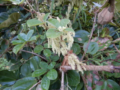 Dioscorea pentaphylla