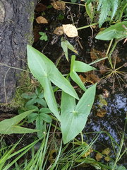 Sagittaria sagittifolia