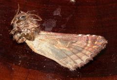 Compsotata elegantissima